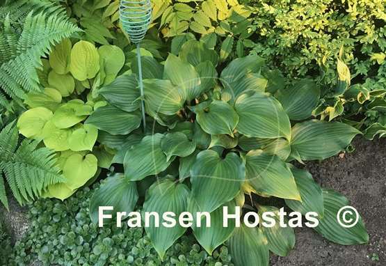 Hosta One Man's Treasure